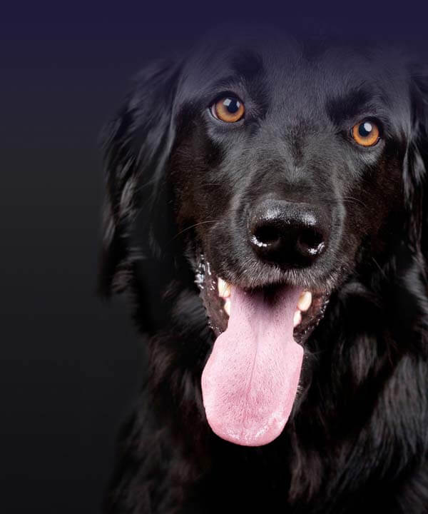 Veterinary Practice Case Study Veterinary Practice Case Study